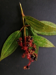 Miconia lacera