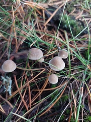 Mycena galericulata