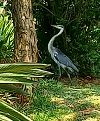 Ardea melanocephala