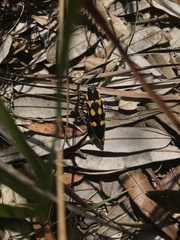 Cyrioides australis