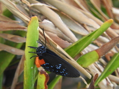 Eumaeus atala