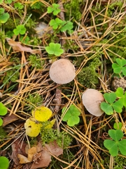 Mycena galericulata