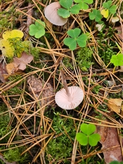 Mycena galericulata