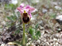 Ophrys tenthredinifera
