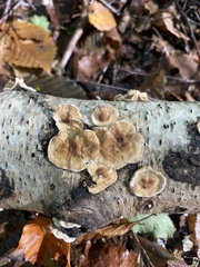 Stereum rugosum