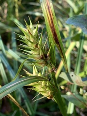 Carex lupulina