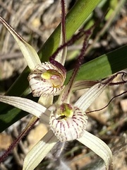 Caladenia polychroma