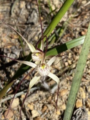Caladenia polychroma