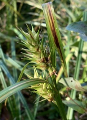 Carex lupulina