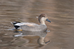 Gadwall - Photo (c) Greg Lasley, some rights reserved (CC BY-NC), uploaded by Greg Lasley