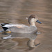 Gadwall - Photo (c) greglasley, some rights reserved (CC BY-NC), uploaded by Greg Lasley