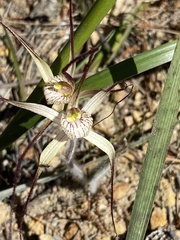 Caladenia polychroma