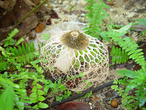 Complex Phallus indusiatus