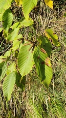 Ostrya carpinifolia