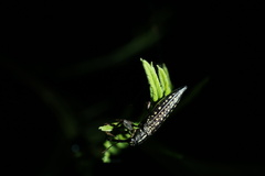 Rhinotia