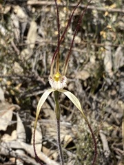 Caladenia polychroma
