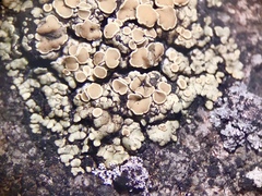 Rhizoplaca opiniconensis