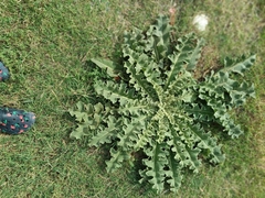 Verbascum sinuatum