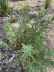 Epilobium billardiereanum