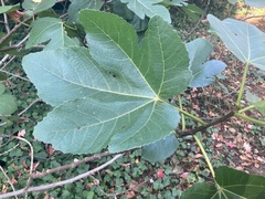 Ficus carica