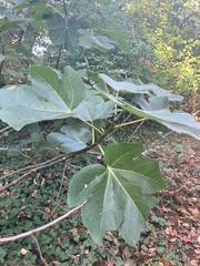 Ficus carica