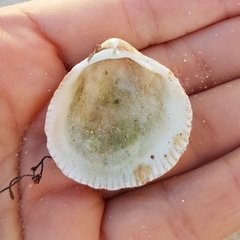 Laevicardium crassum