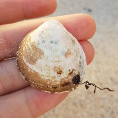 Laevicardium crassum