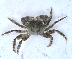 Pachygrapsus transversus
