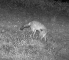 Vulpes vulpes crucigera