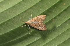 Hydropionea fenestralis