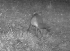 Vulpes vulpes crucigera