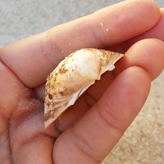 Laevicardium crassum