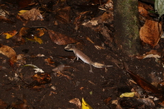 Carphodactylus laevis