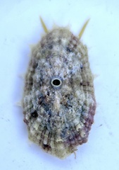 Fissurella barbadensis