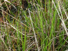 Juncus planifolius