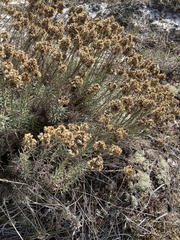Helichrysum italicum
