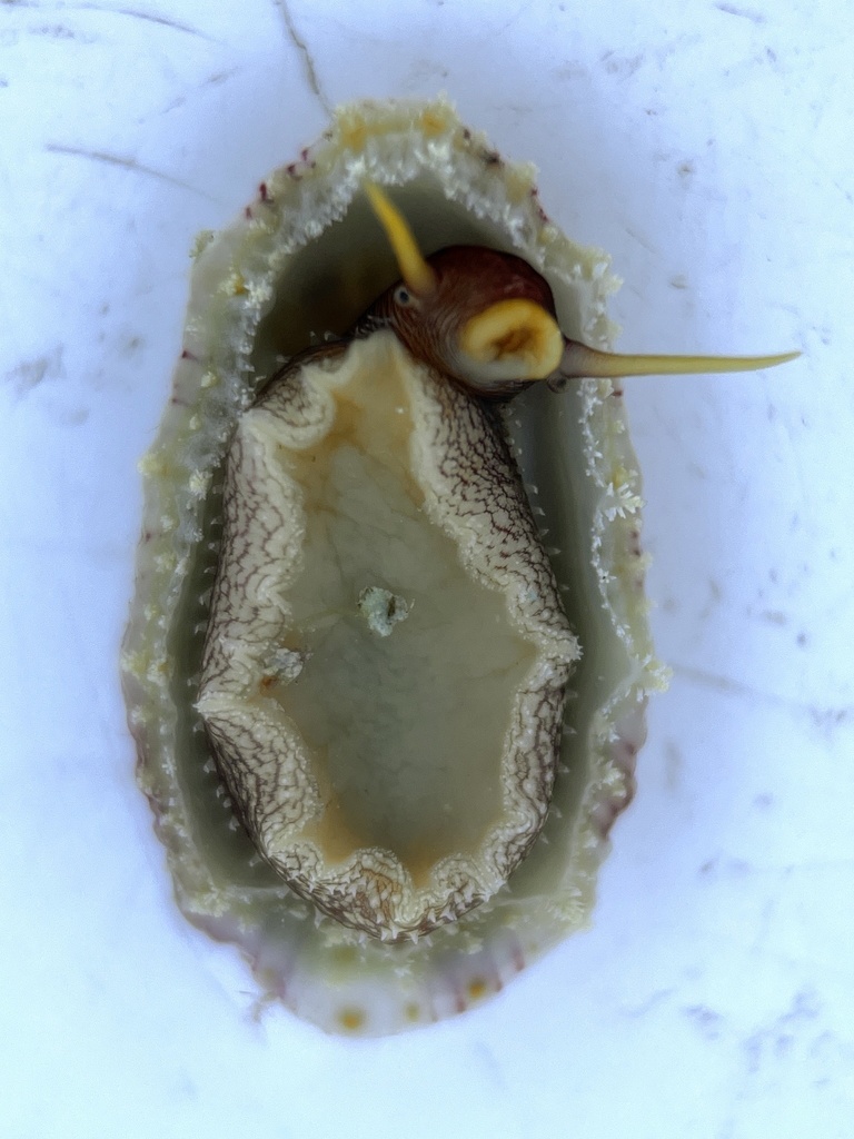 Barbados Keyhole Limpet