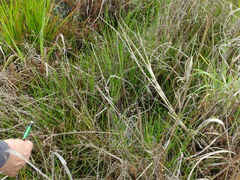 Juncus planifolius