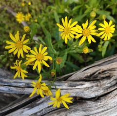 Senecio pinnatifolius