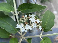 Viburnum rhytidophyllum