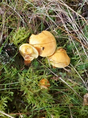 Fungi