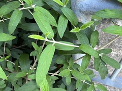 Viburnum rhytidophyllum
