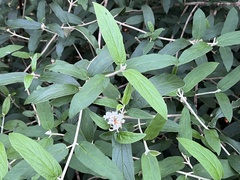 Viburnum rhytidophyllum