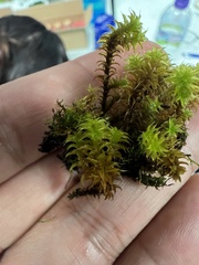 Anomodon viticulosus