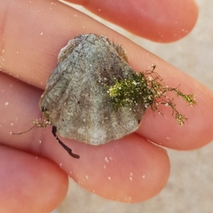 Flexopecten flexuosus