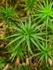 Polytrichum formosum