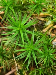 Polytrichum formosum