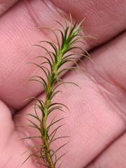 Polytrichum formosum
