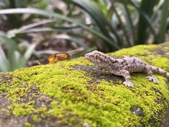 Homopholis walbergii