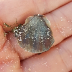 Flexopecten flexuosus